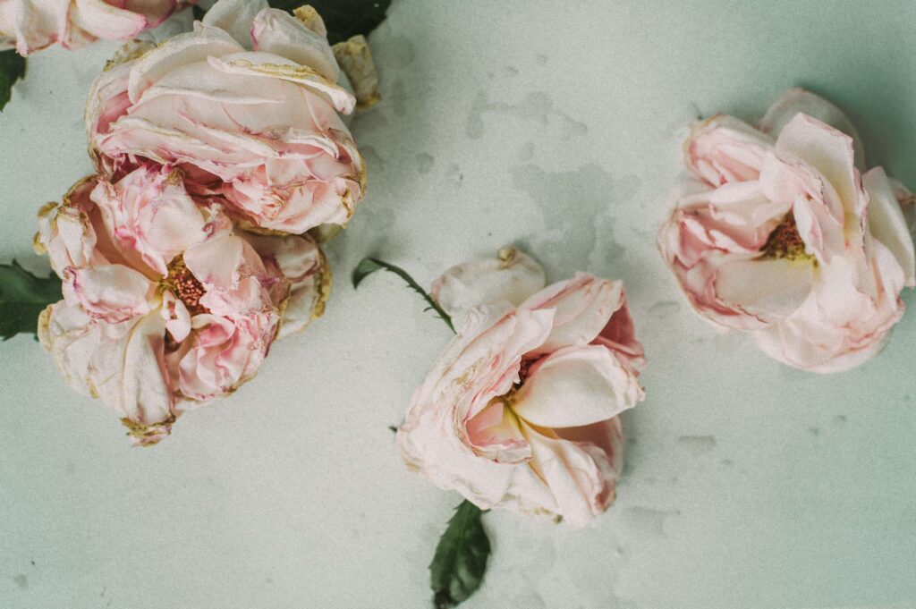 A group of decaying pink roses. If you are experiencing relationship OCD, reach out to an anxiety therapist in NYC, NY today. We can help you work through anxious attachment. 